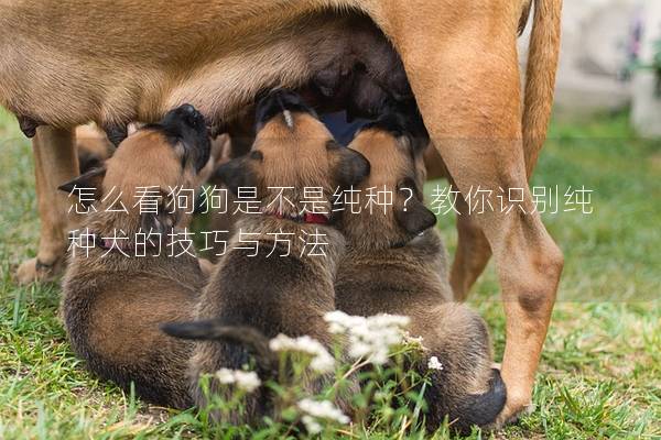 怎么看狗狗是不是纯种？教你识别纯种犬的技巧与方法