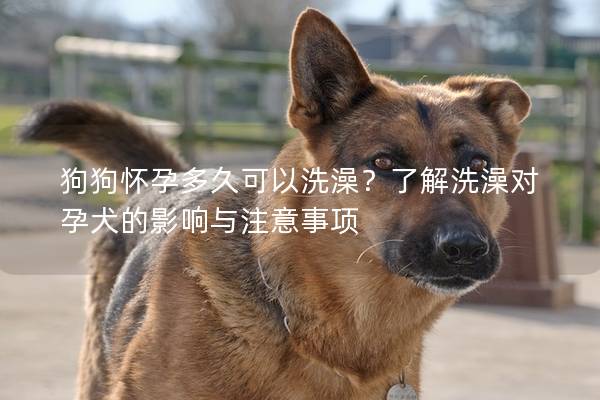 狗狗怀孕多久可以洗澡？了解洗澡对孕犬的影响与注意事项