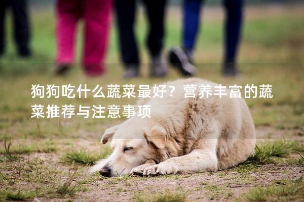 狗狗吃什么蔬菜最好？营养丰富的蔬菜推荐与注意事项