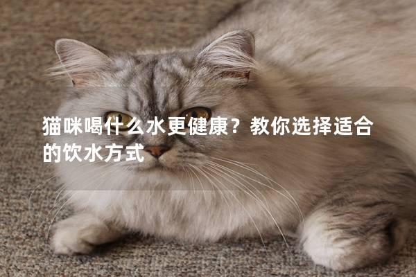 猫咪喝什么水更健康？教你选择适合的饮水方式