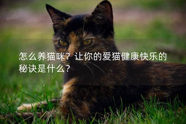 怎么养猫咪？让你的爱猫健康快乐的秘诀是什么？