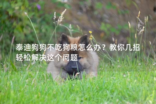 泰迪狗狗不吃狗粮怎么办？教你几招轻松解决这个问题