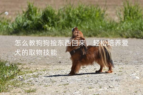 怎么教狗狗捡东西回来，轻松培养爱犬的取物技能