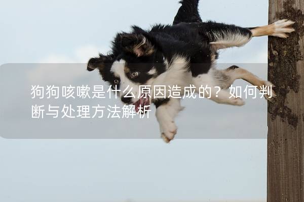 狗狗咳嗽是什么原因造成的？如何判断与处理方法解析