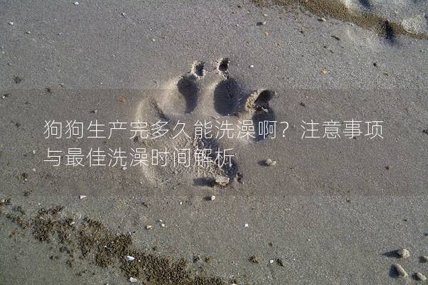 狗狗生产完多久能洗澡啊？注意事项与最佳洗澡时间解析