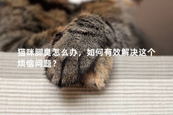 猫咪脚臭怎么办，如何有效解决这个烦恼问题？