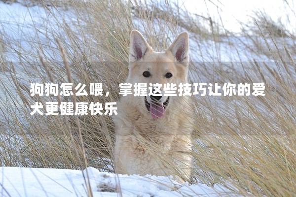 狗狗怎么喂，掌握这些技巧让你的爱犬更健康快乐