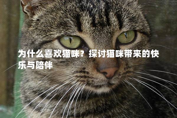 为什么喜欢猫咪？探讨猫咪带来的快乐与陪伴