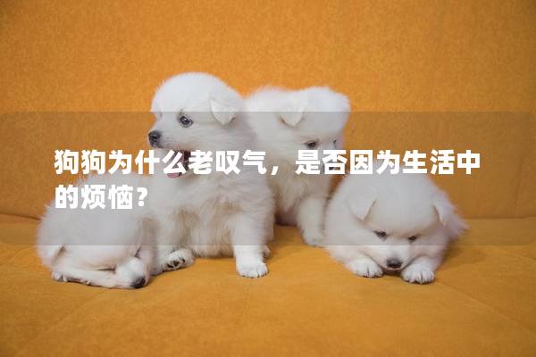 狗狗为什么老叹气，是否因为生活中的烦恼？