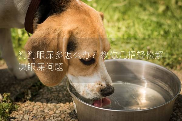 狗狗眼屎多怎么办？教你几招轻松解决眼屎问题