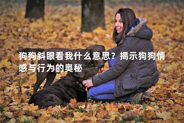狗狗斜眼看我什么意思？揭示狗狗情感与行为的奥秘