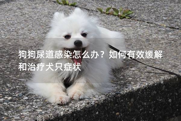 狗狗尿道感染怎么办？如何有效缓解和治疗犬只症状