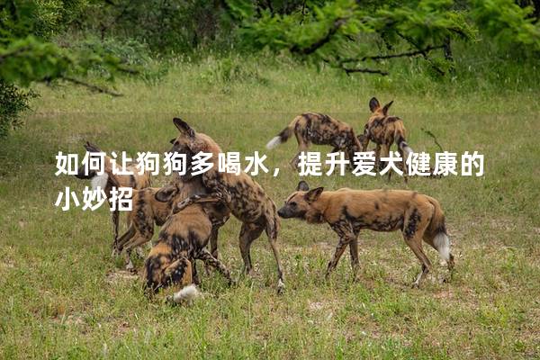 如何让狗狗多喝水，提升爱犬健康的小妙招
