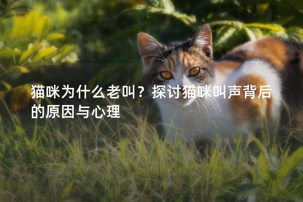 猫咪为什么老叫？探讨猫咪叫声背后的原因与心理