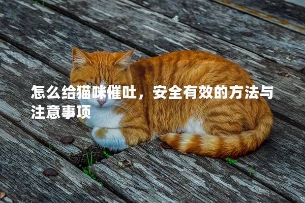 怎么给猫咪催吐，安全有效的方法与注意事项