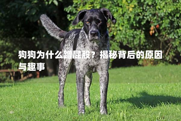狗狗为什么蹭屁股？揭秘背后的原因与趣事