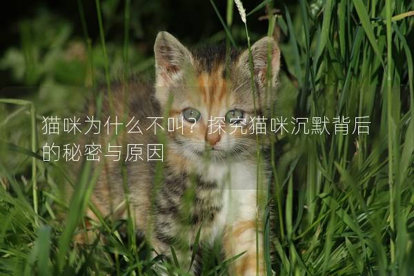 猫咪为什么不叫？探究猫咪沉默背后的秘密与原因