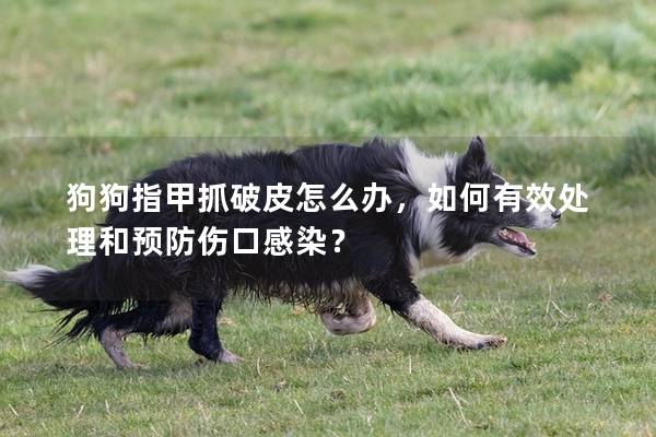 狗狗指甲抓破皮怎么办，如何有效处理和预防伤口感染？