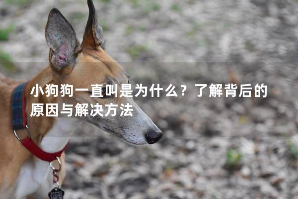 小狗狗一直叫是为什么？了解背后的原因与解决方法