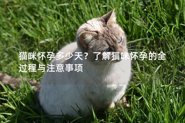 猫咪怀孕多少天？了解猫咪怀孕的全过程与注意事项