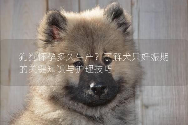 狗狗怀孕多久生产？了解犬只妊娠期的关键知识与护理技巧