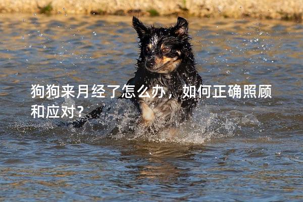 狗狗来月经了怎么办，如何正确照顾和应对？