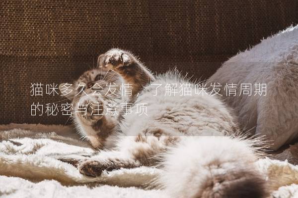 猫咪多久会发情，了解猫咪发情周期的秘密与注意事项