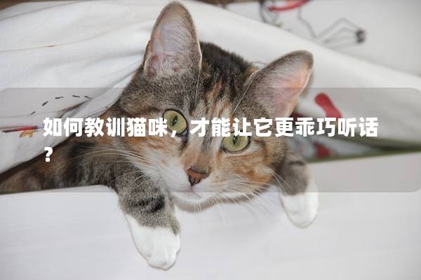 如何教训猫咪，才能让它更乖巧听话？