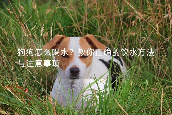 狗狗怎么喝水？教你正确的饮水方法与注意事项
