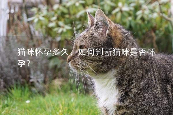 猫咪怀孕多久，如何判断猫咪是否怀孕？