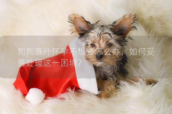 狗狗意外怀孕不想要怎么办，如何妥善处理这一困境？