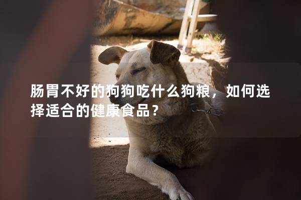 肠胃不好的狗狗吃什么狗粮，如何选择适合的健康食品？