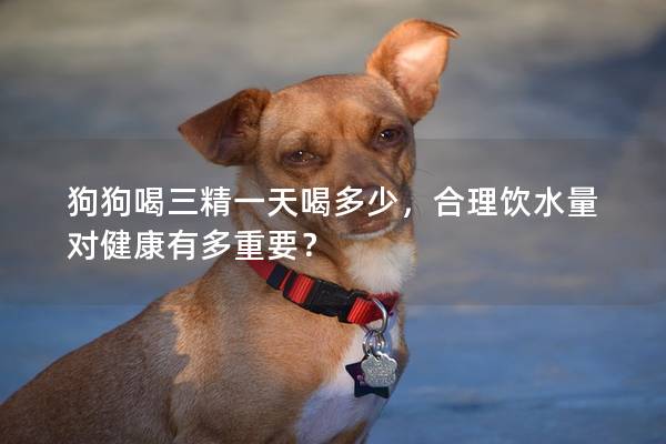 狗狗喝三精一天喝多少，合理饮水量对健康有多重要？