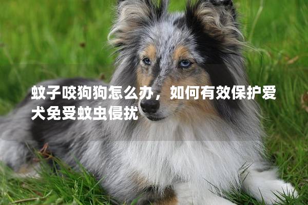 蚊子咬狗狗怎么办，如何有效保护爱犬免受蚊虫侵扰