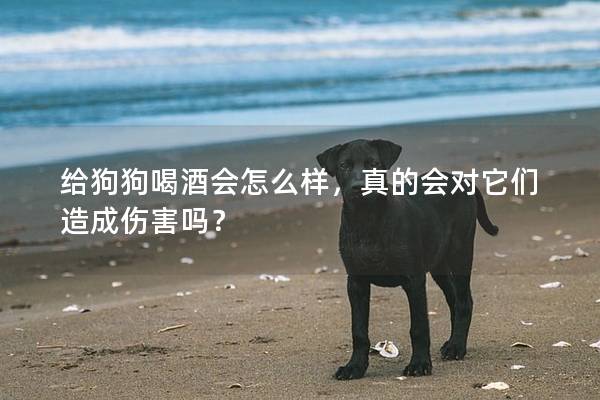 给狗狗喝酒会怎么样，真的会对它们造成伤害吗？