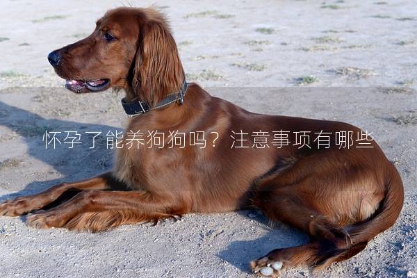 怀孕了能养狗狗吗？注意事项有哪些