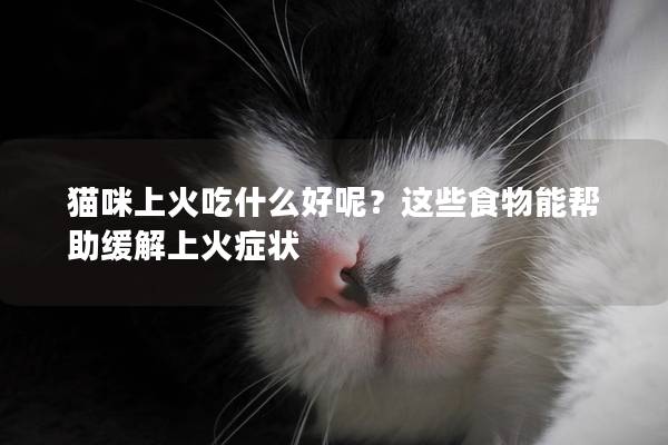 猫咪上火吃什么好呢？这些食物能帮助缓解上火症状