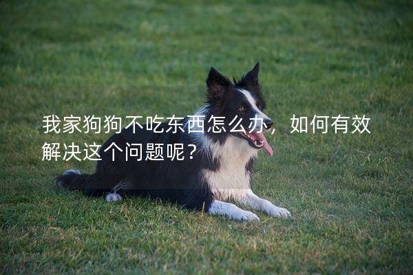 我家狗狗不吃东西怎么办，如何有效解决这个问题呢？