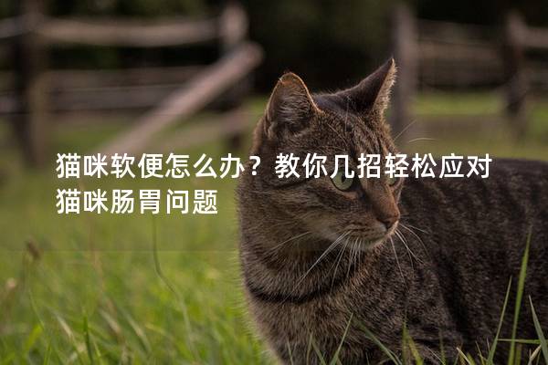 猫咪软便怎么办？教你几招轻松应对猫咪肠胃问题