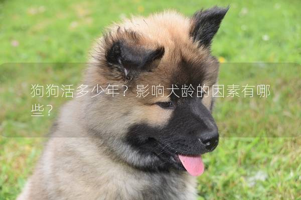 狗狗活多少年？影响犬龄的因素有哪些？