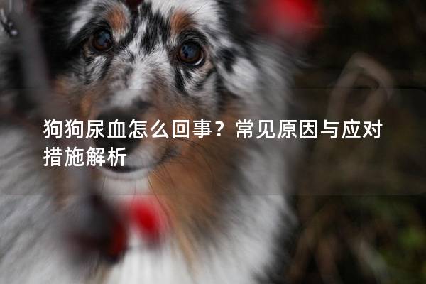 狗狗尿血怎么回事？常见原因与应对措施解析