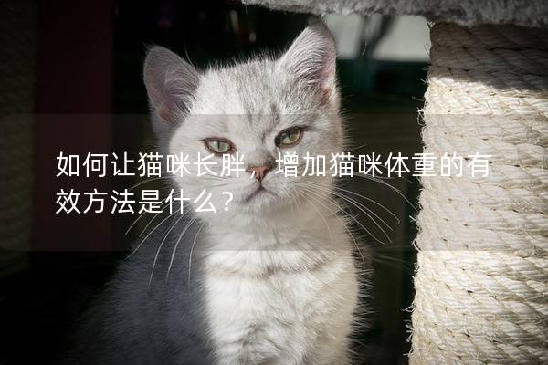 如何让猫咪长胖，增加猫咪体重的有效方法是什么？