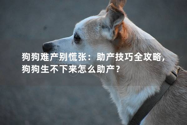狗狗难产别慌张：助产技巧全攻略,狗狗生不下来怎么助产？