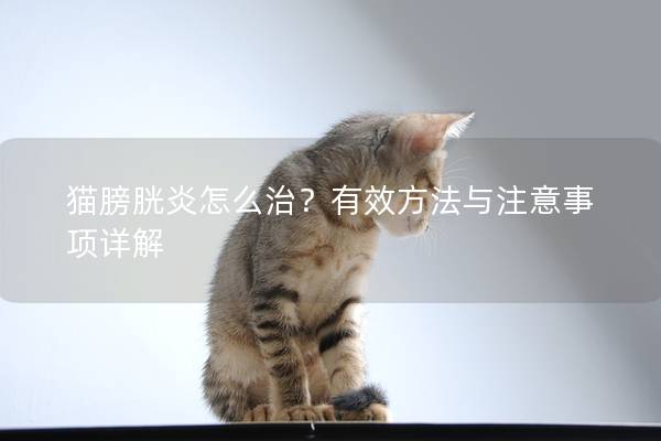 猫膀胱炎怎么治？有效方法与注意事项详解