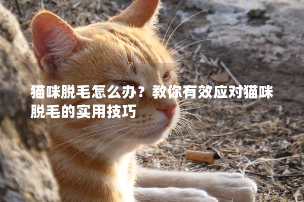 猫咪脱毛怎么办？教你有效应对猫咪脱毛的实用技巧