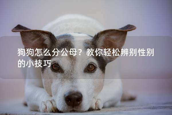 狗狗怎么分公母？教你轻松辨别性别的小技巧
