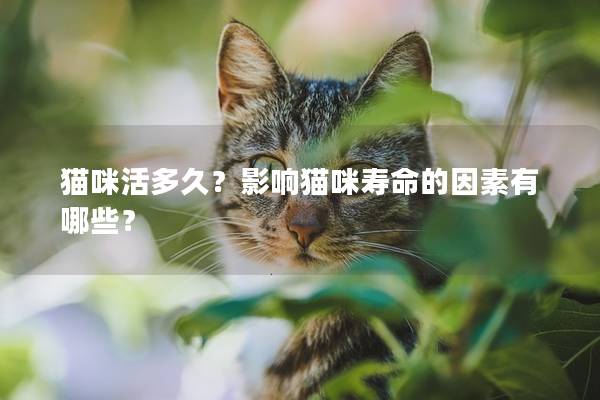 猫咪活多久？影响猫咪寿命的因素有哪些？
