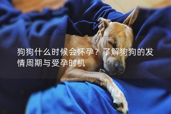 狗狗什么时候会怀孕？了解狗狗的发情周期与受孕时机