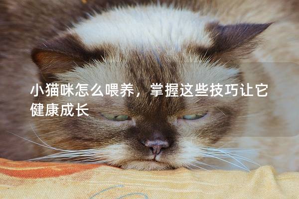 小猫咪怎么喂养，掌握这些技巧让它健康成长