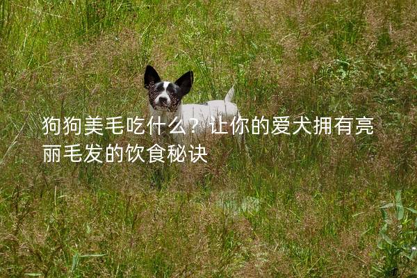 狗狗美毛吃什么？让你的爱犬拥有亮丽毛发的饮食秘诀